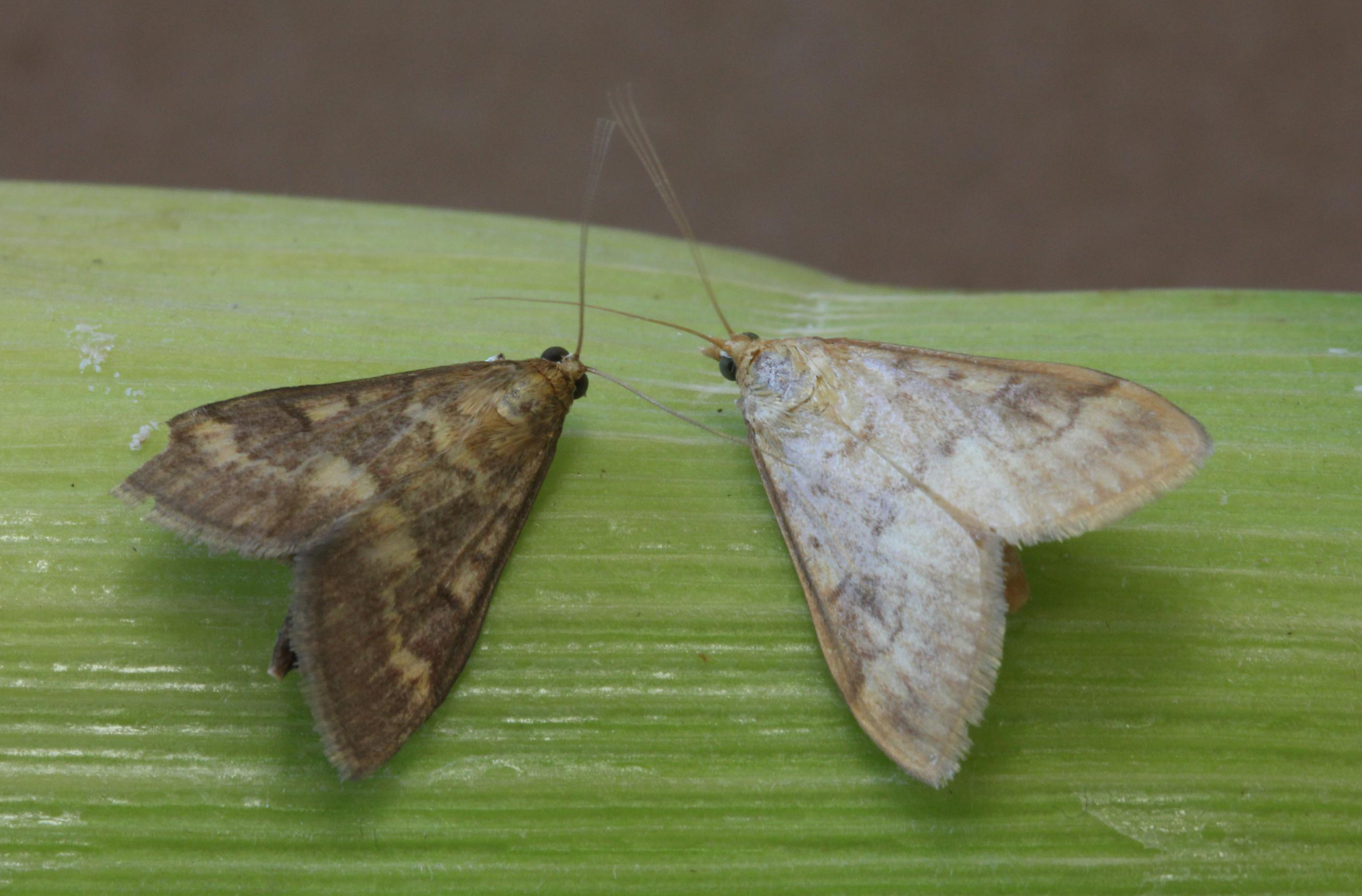 European corn borer